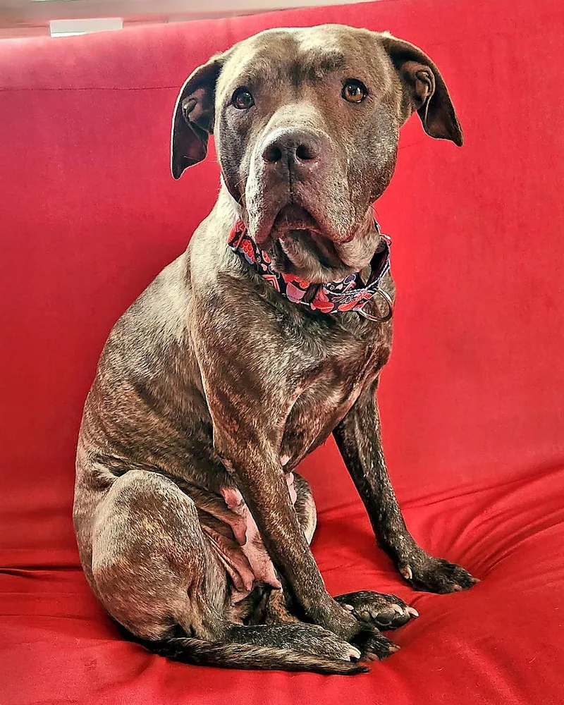 Foxy Brown thumbnail 3