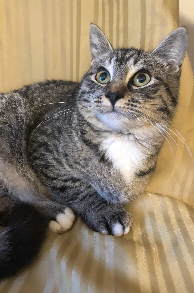 Whiskers thumbnail 2