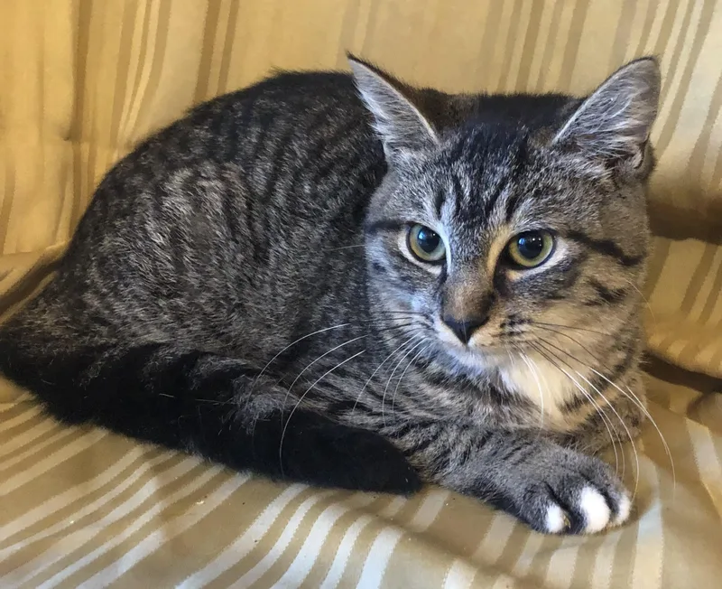 Whiskers thumbnail 3