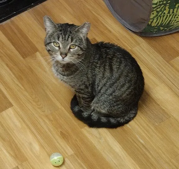 A young medium-sized male Tabby cat named Leo for adoption in Schaumburg, IL
