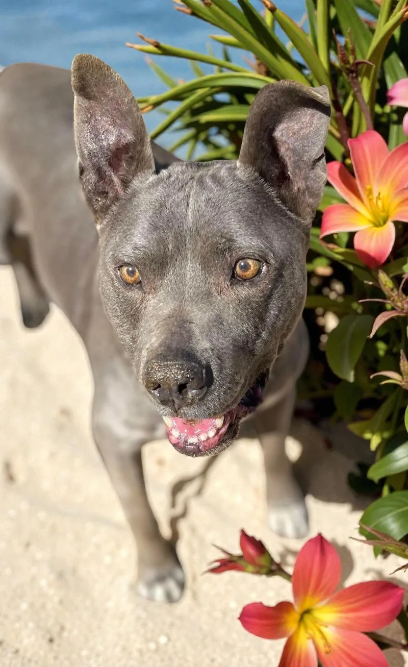 Cordelia thumbnail 4