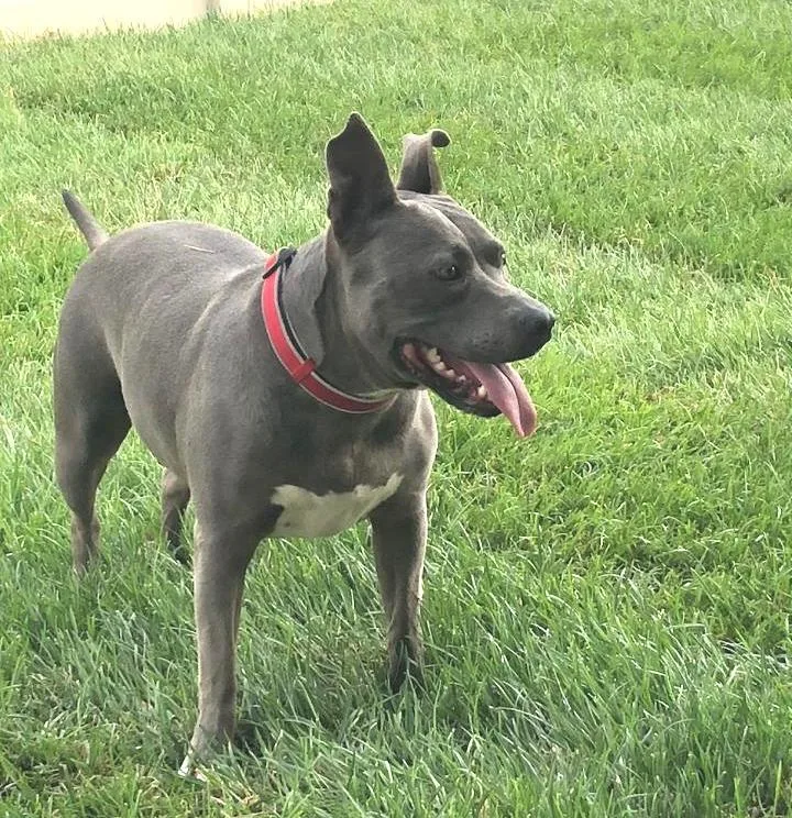 Cordelia thumbnail 6