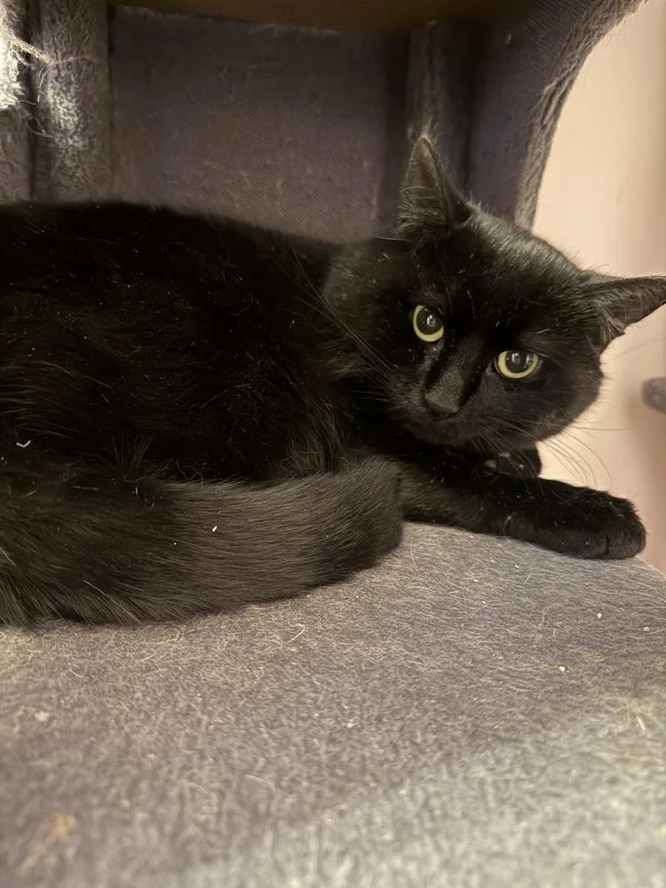 Mordecai thumbnail 2