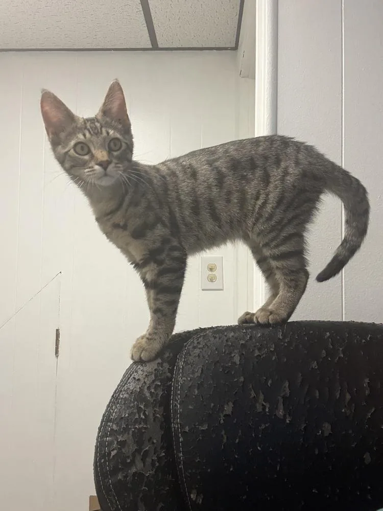 Mr. Potato Head thumbnail 2