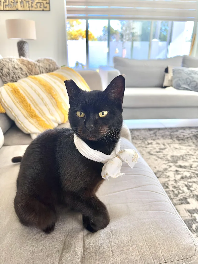 Venusjumps Up On Hind thumbnail 2