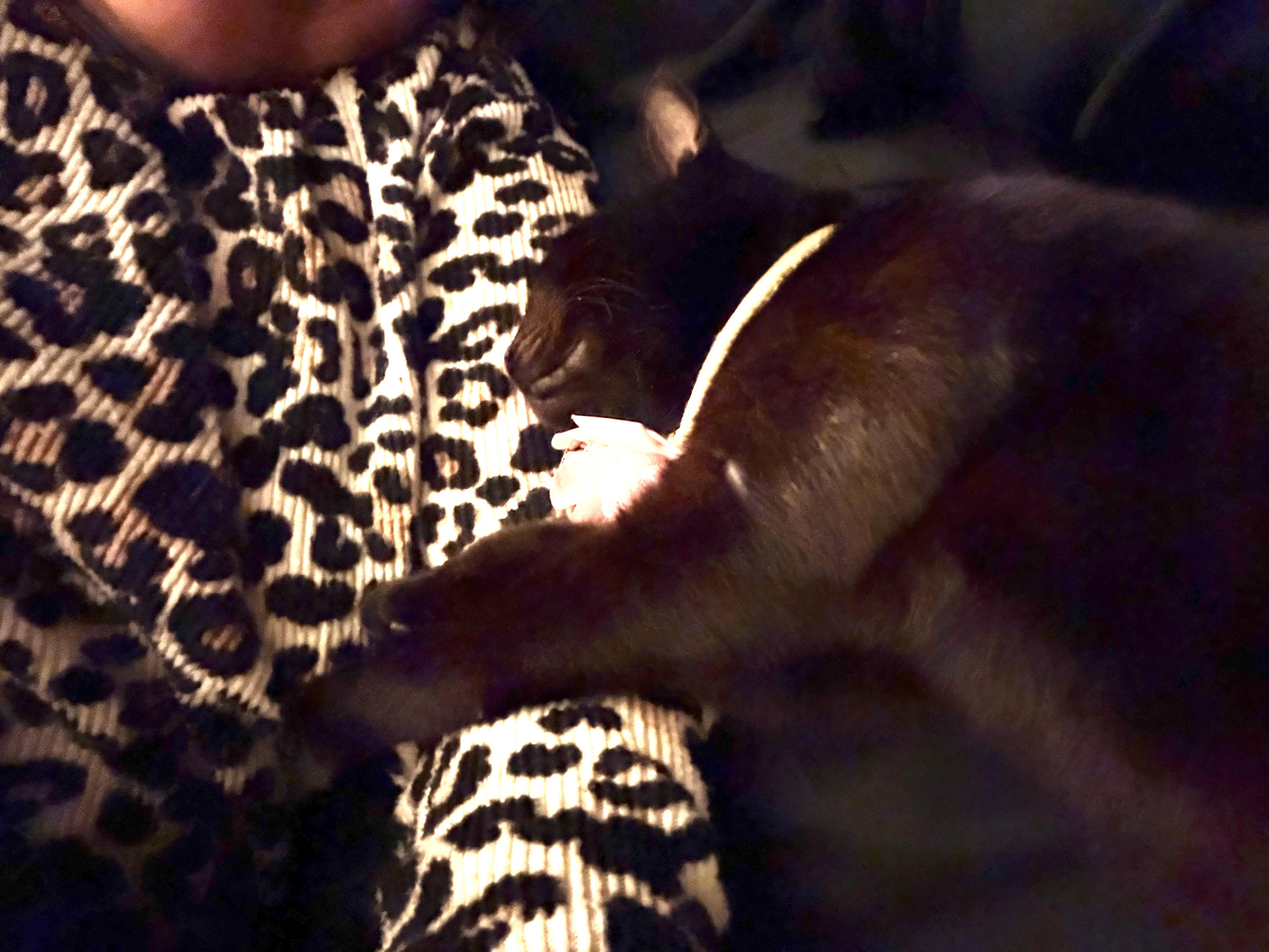 Venusjumps Up On Hind thumbnail 3