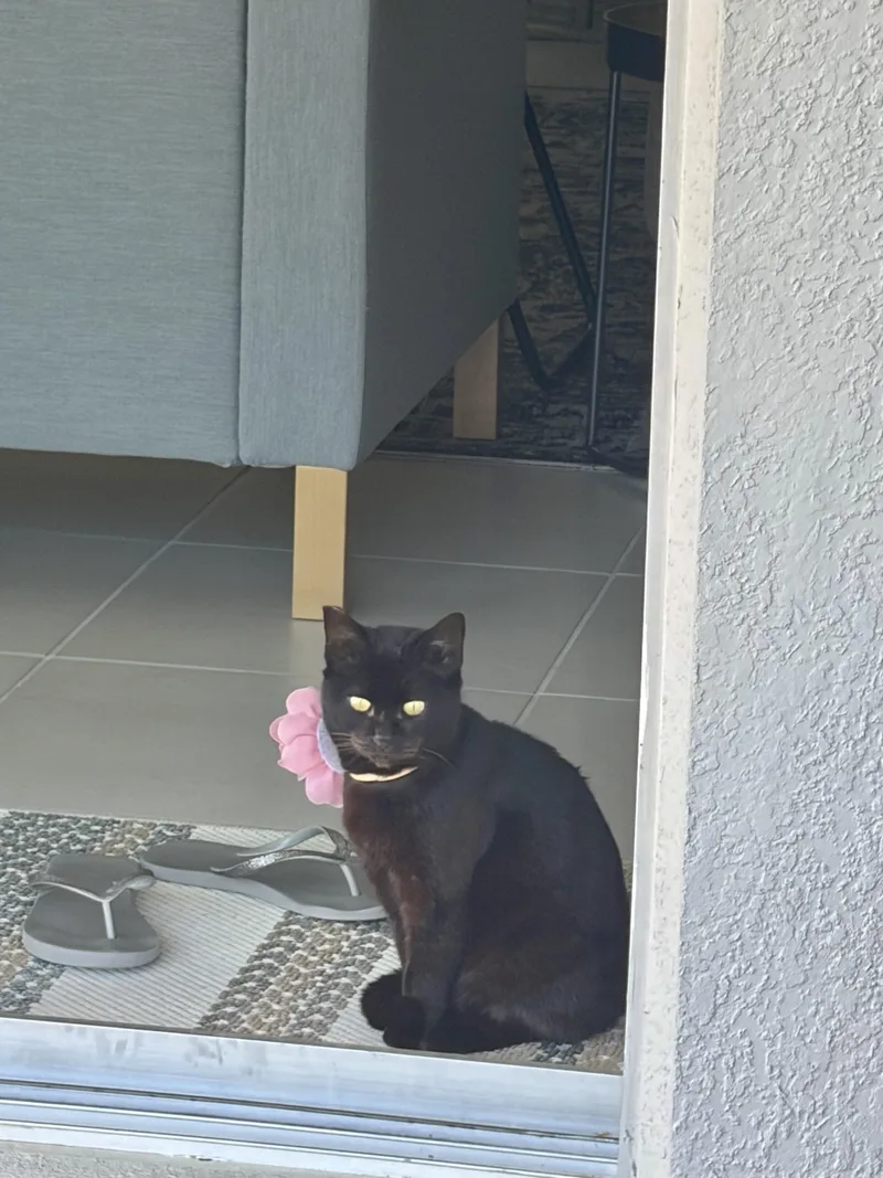 Venusjumps Up On Hind thumbnail 4