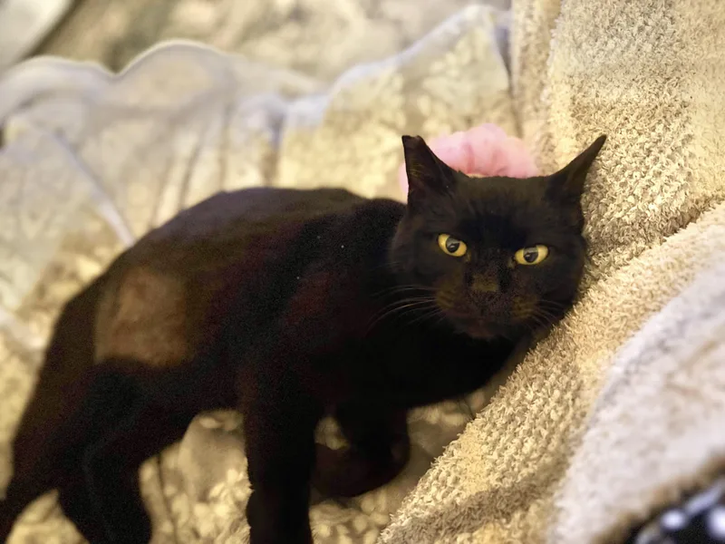 Venusjumps Up On Hind thumbnail 5