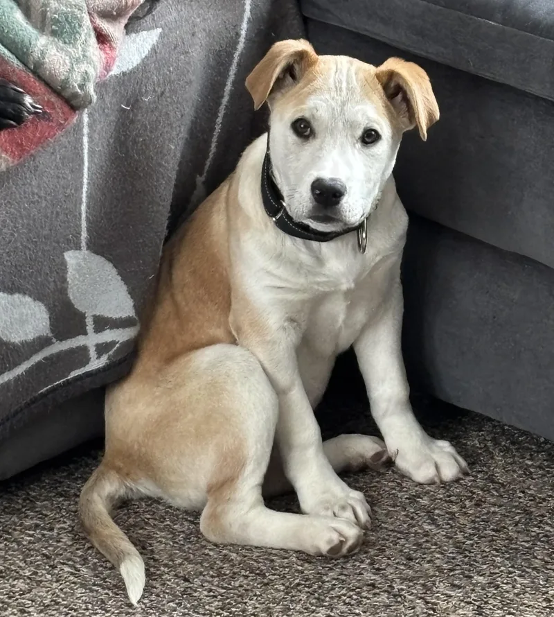 Brandy Spirits  Local