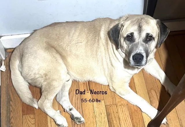 Patron Spirits  Local thumbnail 2