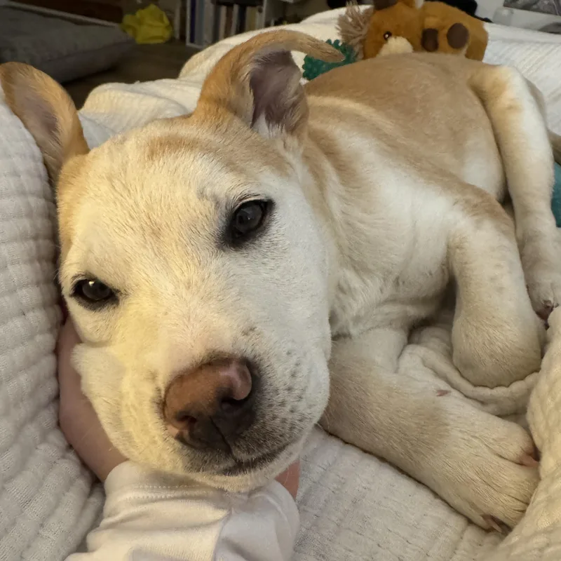 Patron Spirits  Local thumbnail 3