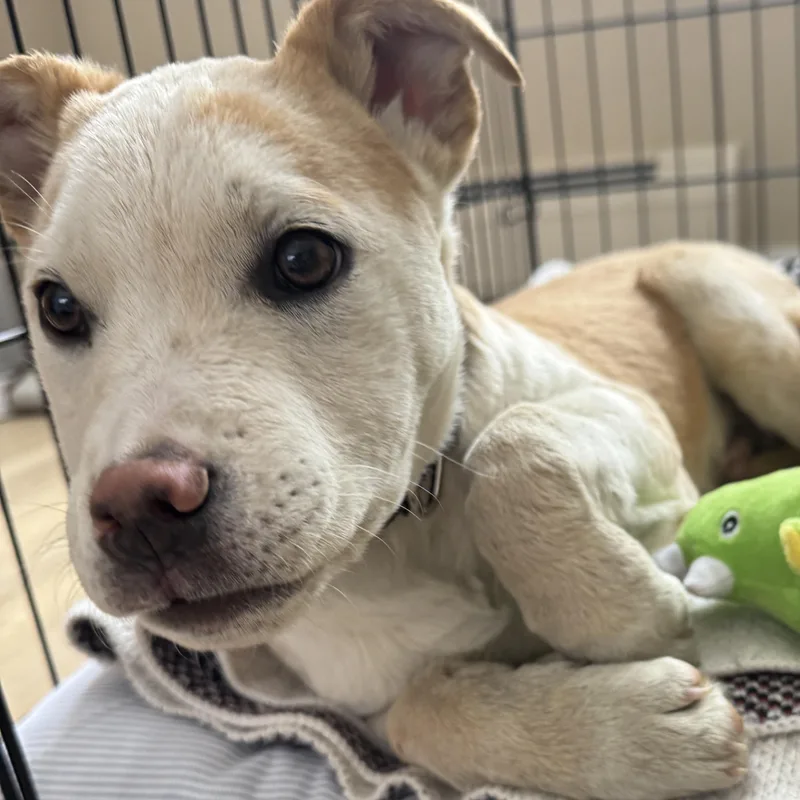 Patron Spirits  Local