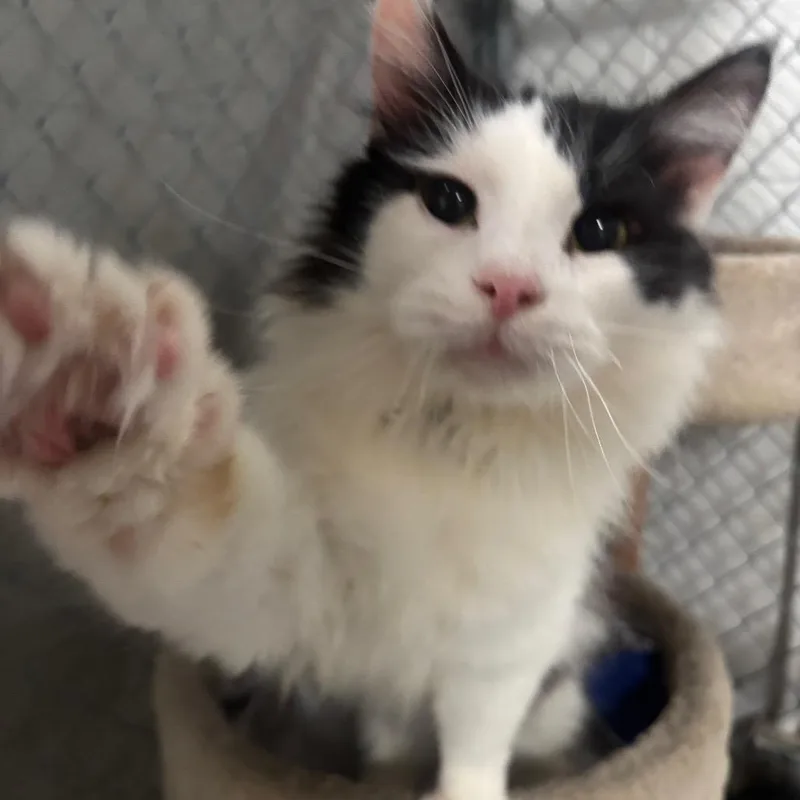 Perseus C thumbnail 2