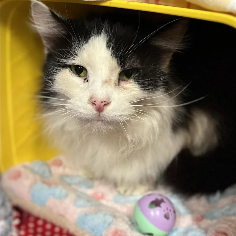 Perseus C thumbnail 3