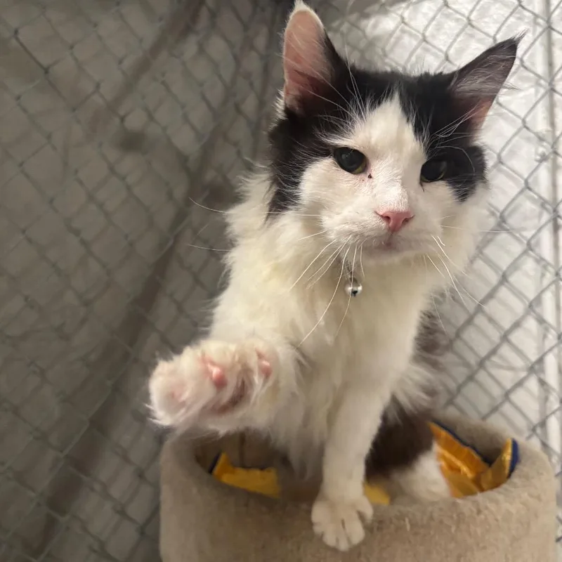 Perseus C thumbnail 4