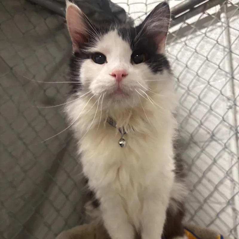 Perseus C thumbnail 6