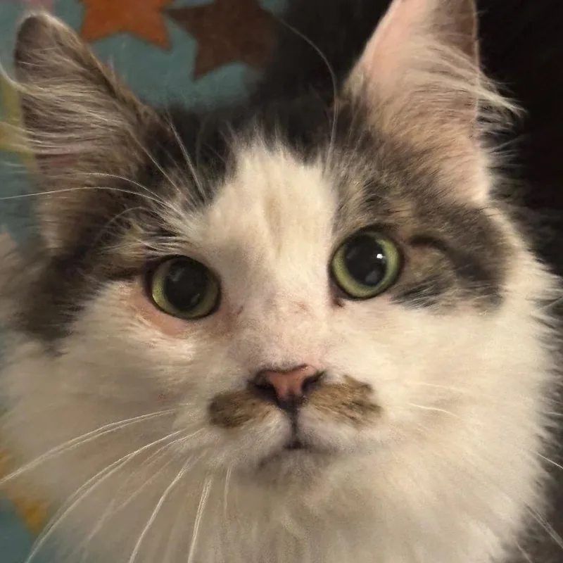 Triton C thumbnail 2