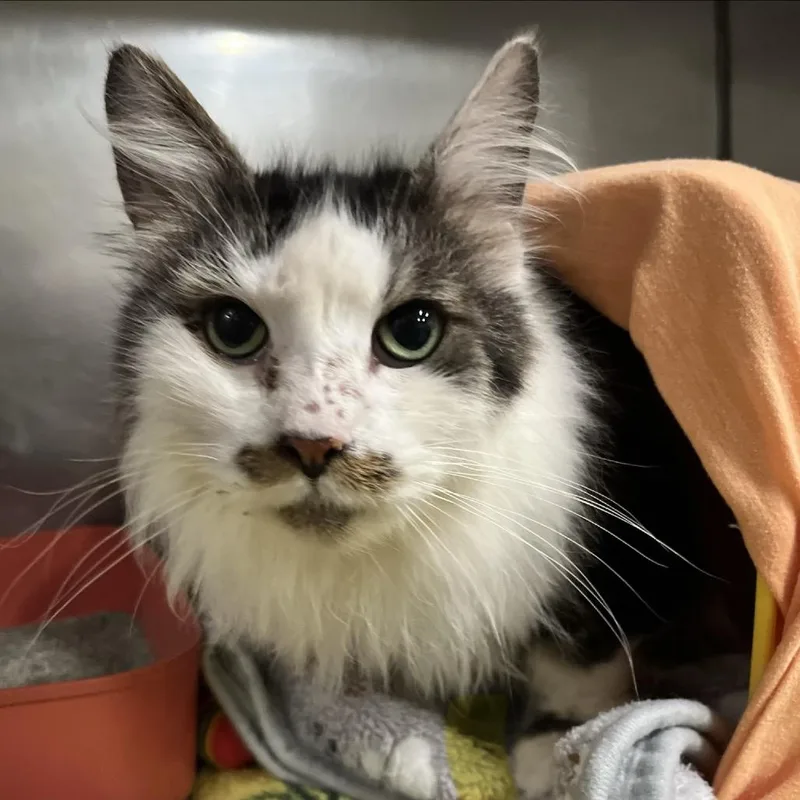 Triton C thumbnail 3