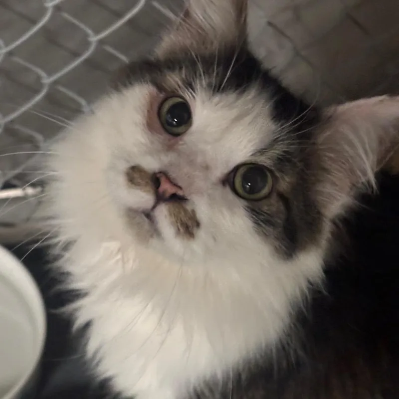 Triton C thumbnail 4