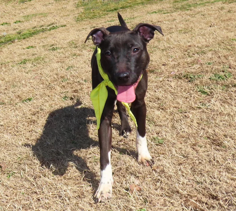 Good Girl  C thumbnail 2