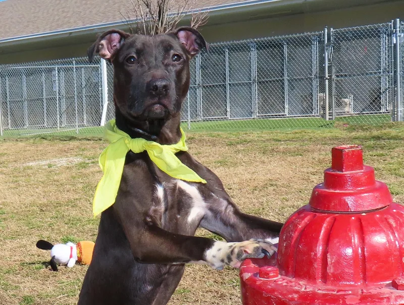 Good Girl  C thumbnail 5