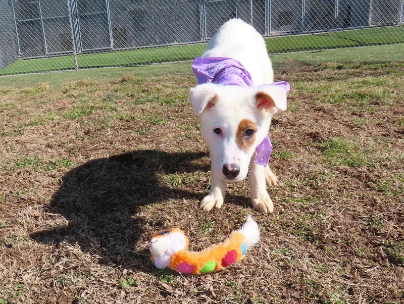 Logan  C thumbnail 2