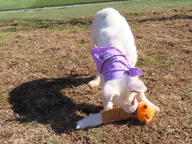 Logan  C thumbnail 3