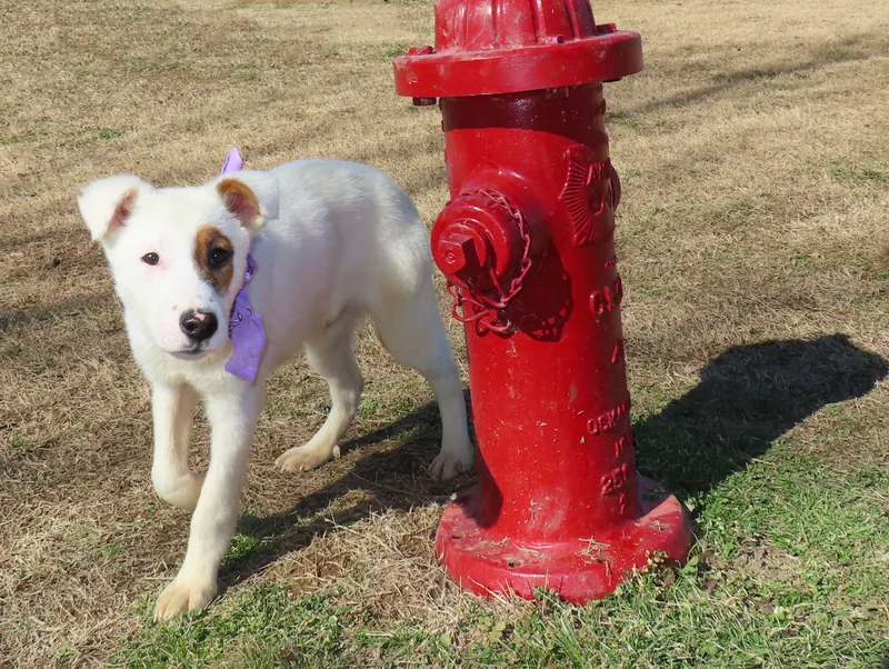 Logan  C thumbnail 5