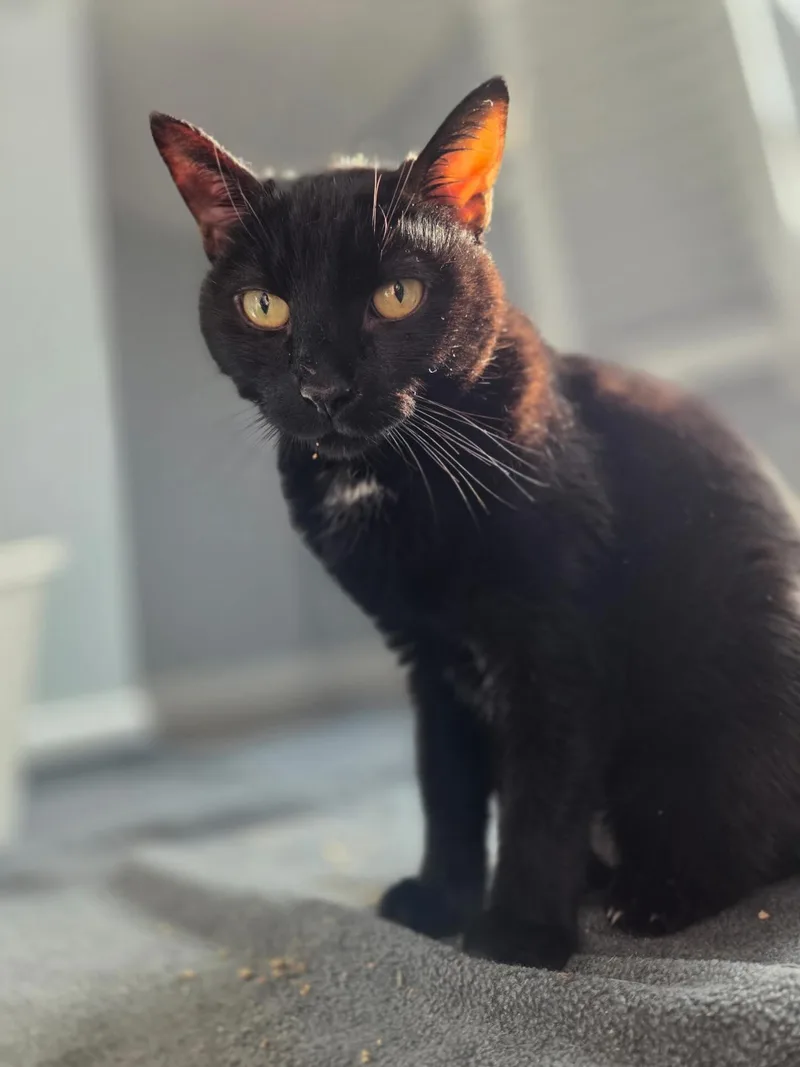 Midnight Knowles thumbnail 2