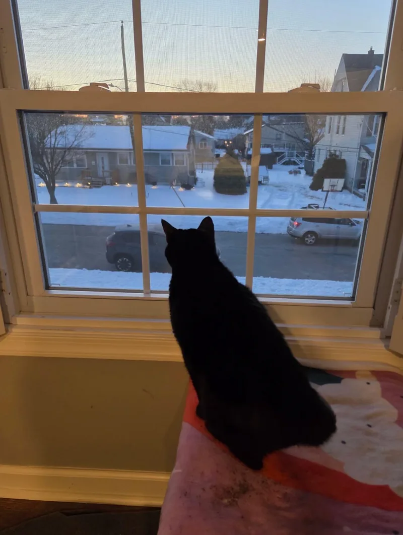 Midnight Knowles thumbnail 3