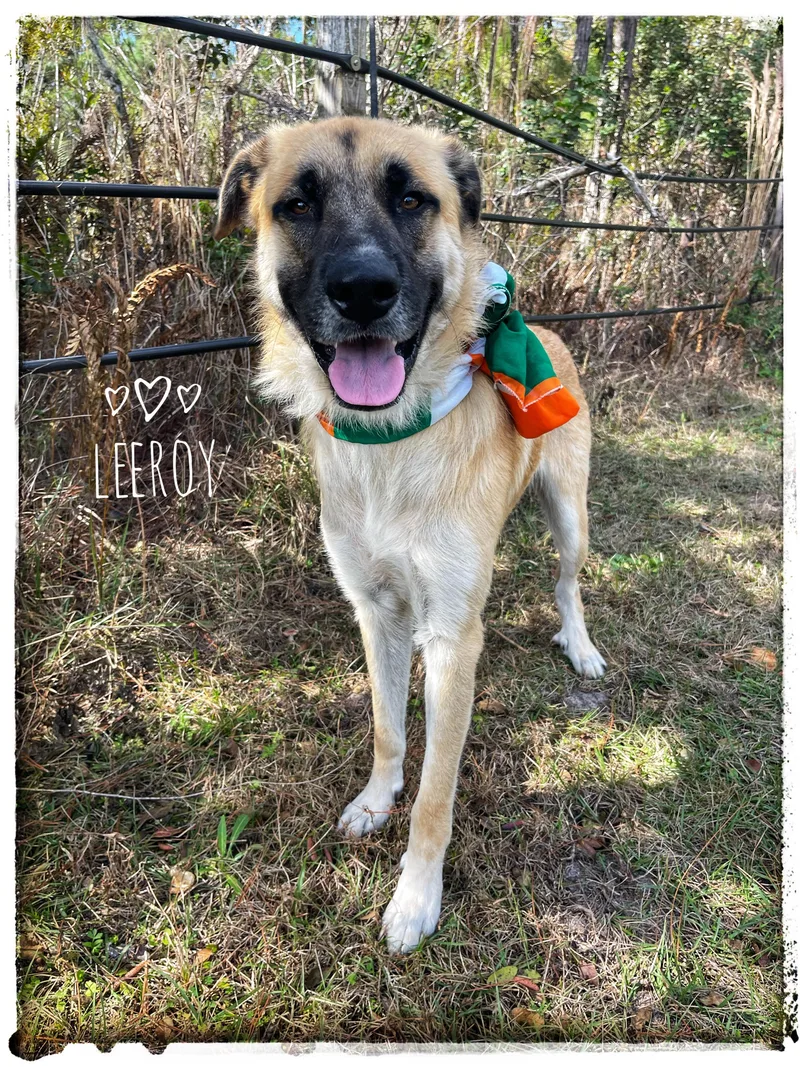A young large-sized male Anatolian Shepherd dog named Leeroy for adoption in Sebring, FL