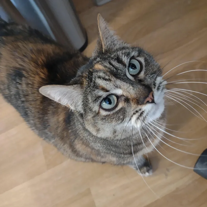 Little Girl