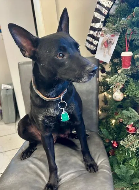 Snowball thumbnail 2