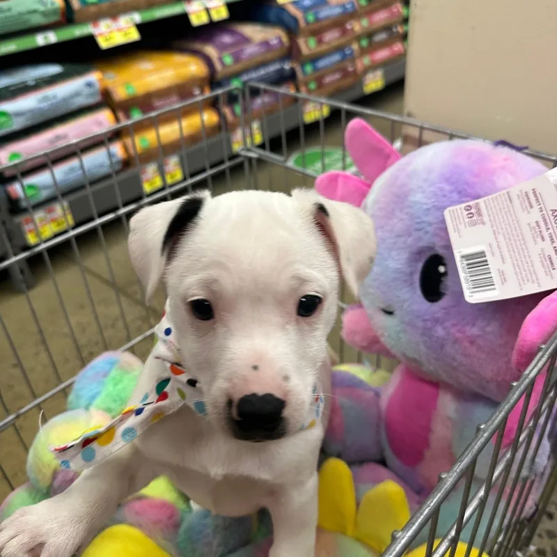 Snowball thumbnail 3