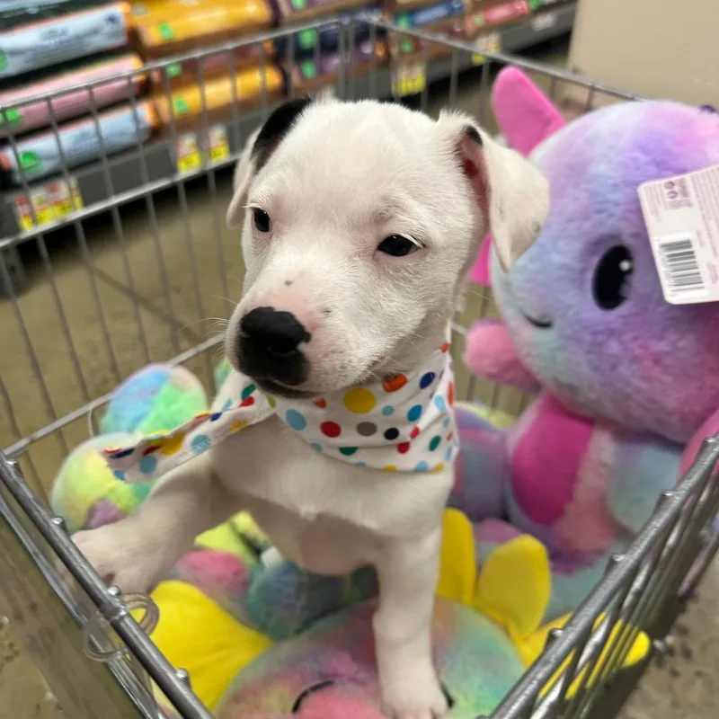 Snowball thumbnail 4