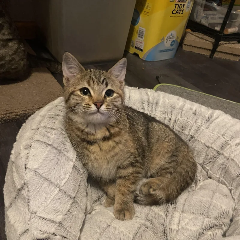 Cowboy & Buttercup thumbnail 3