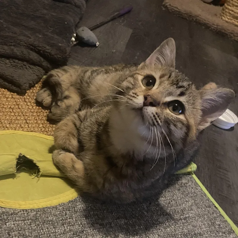 Cowboy & Buttercup thumbnail 4