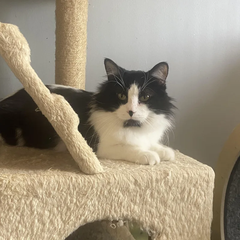 Cowboy & Buttercup thumbnail 5