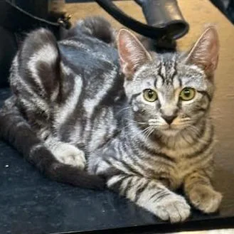 A young medium-sized male Brown / Chocolate Domestic Short Hair cat named Mouse for adoption in Los Angeles, CA