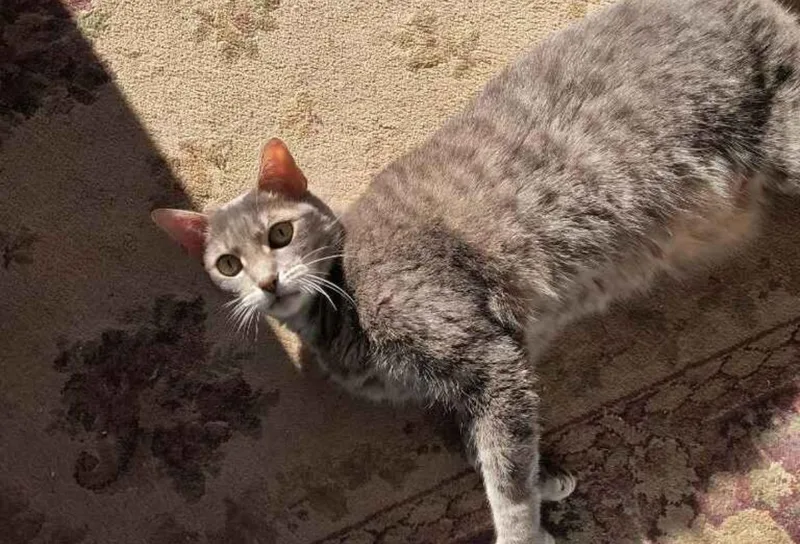 Marlo&violet thumbnail 6