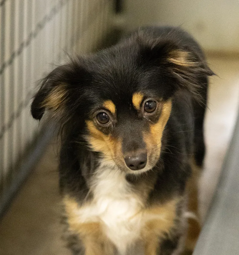 Lulu And Tinker thumbnail 2