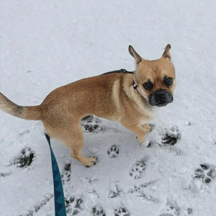 Morpheus thumbnail 2