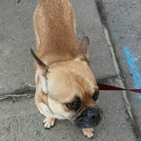 Morpheus thumbnail 3