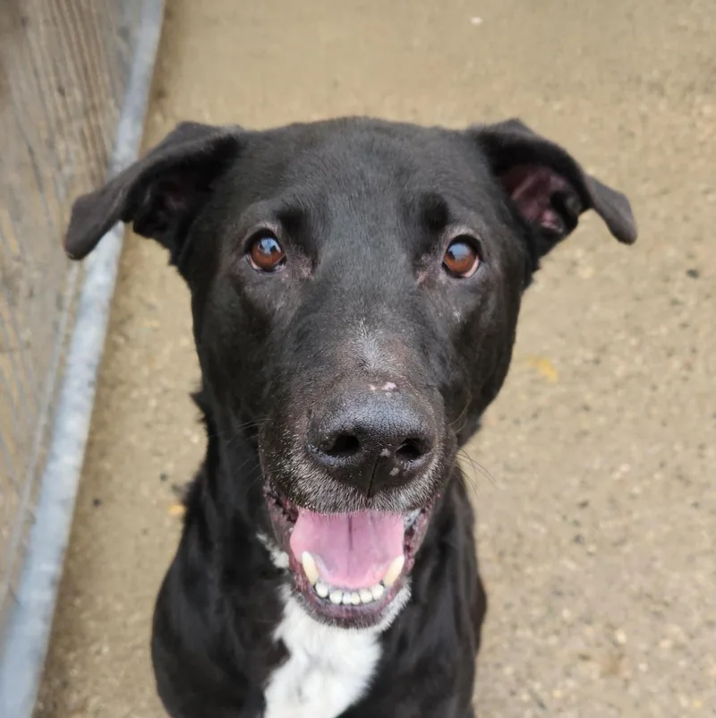 Slick Needs A Forever