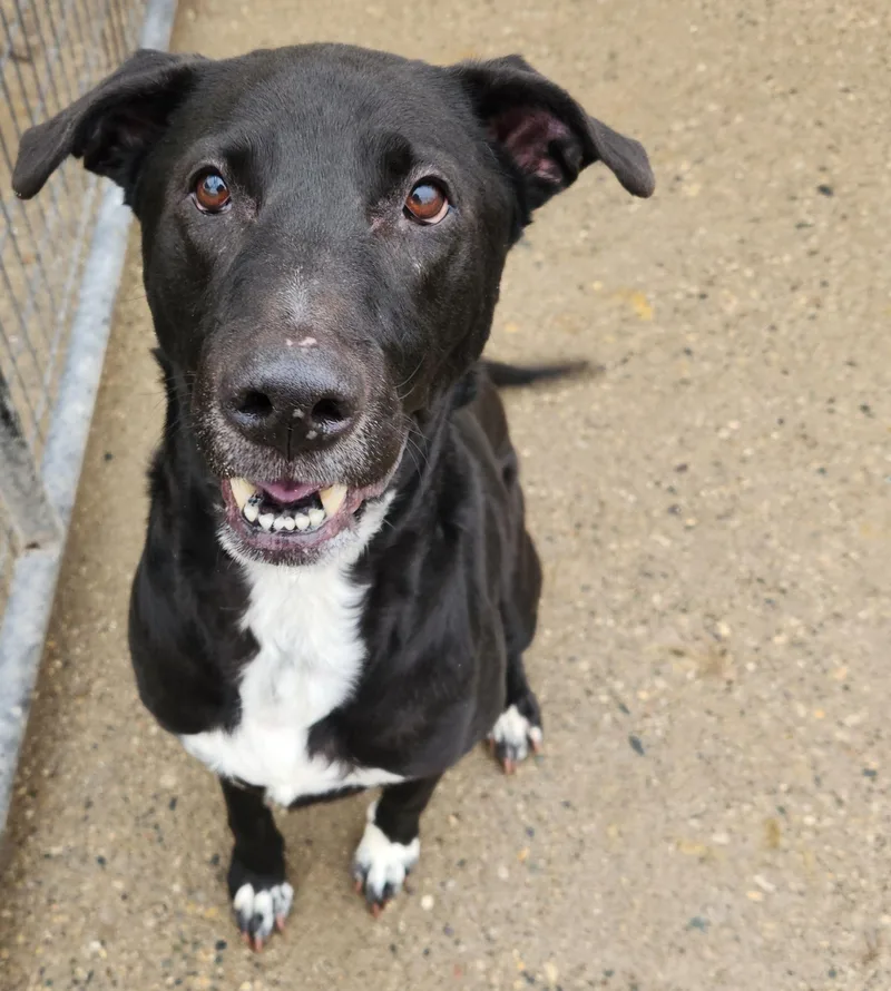 Slick Needs A Forever thumbnail 3