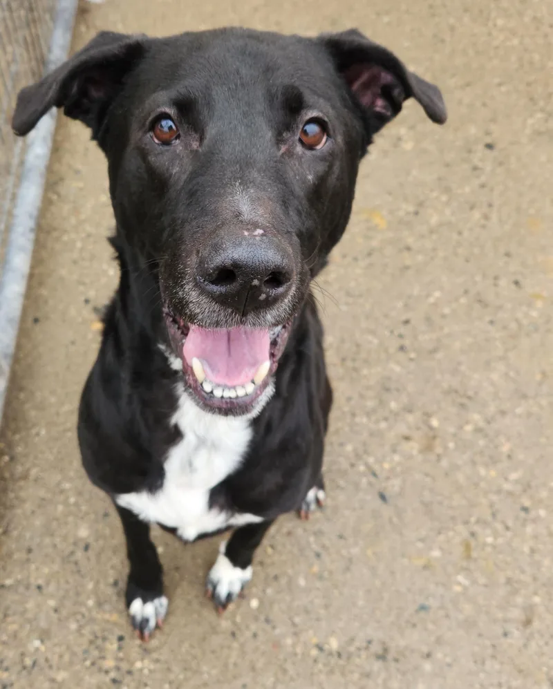 Slick Needs A Forever thumbnail 4