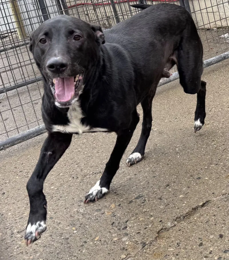 Slick Needs A Forever thumbnail 5