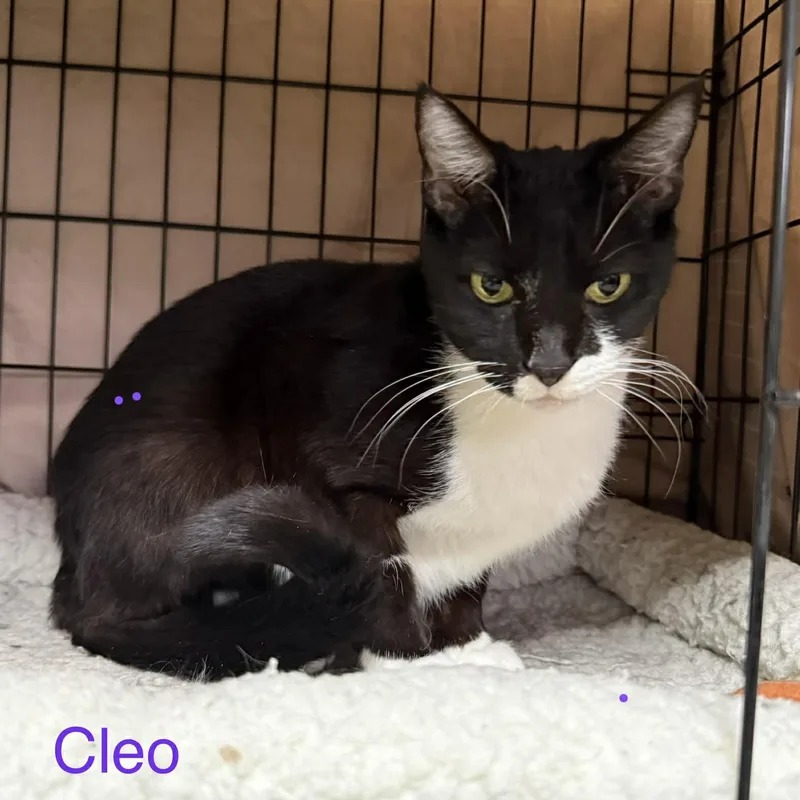 Cleo