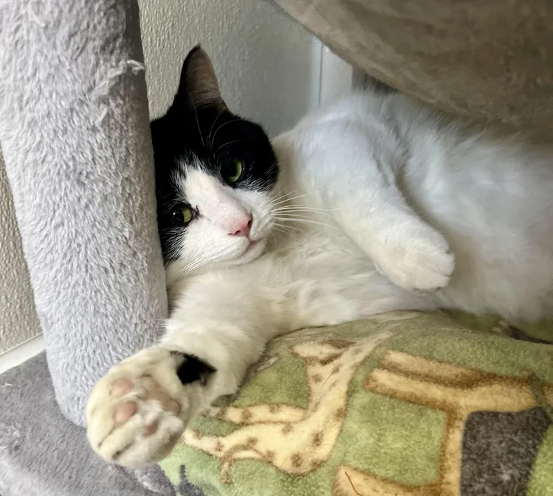 An adult medium-sized male Black & White / Tuxedo Domestic Short Hair cat named Trumpet for adoption in Seville, OH