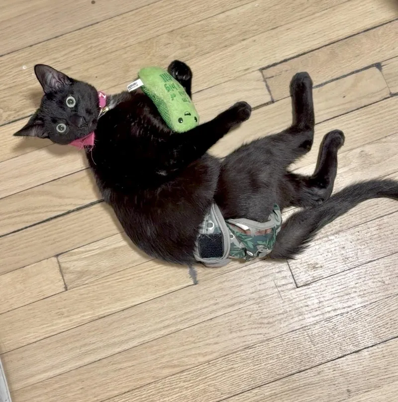 Slinky | Differently Abled thumbnail 2